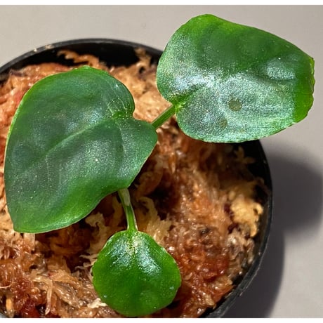 Schismatoglottis sp. from Bau Sarawak