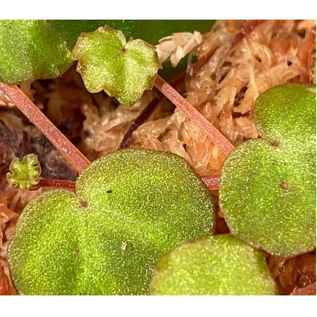 Begonia lichenora (sp.Mini) from Kalimantan Sarawak border [LA]