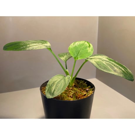 Homalomena sp. "Emerald Silver × ?" wf1 from Kepulauan Riau [KZT]