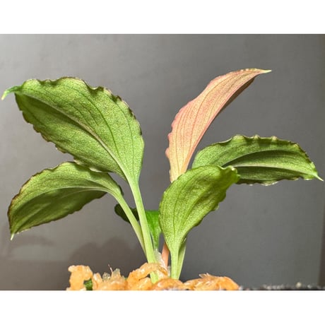 Homalomena sp. from Solok sumatera [LA0616-03]