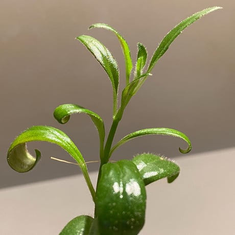 Columnea cf. crassifolia from Colombia [LA0316-03-f1]