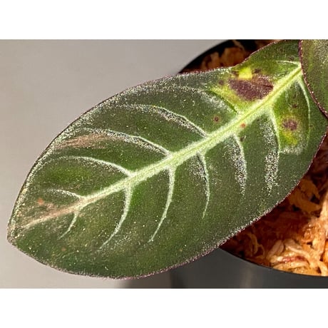 (大株) Codonoboea cf. pumilla from Riau sumatera