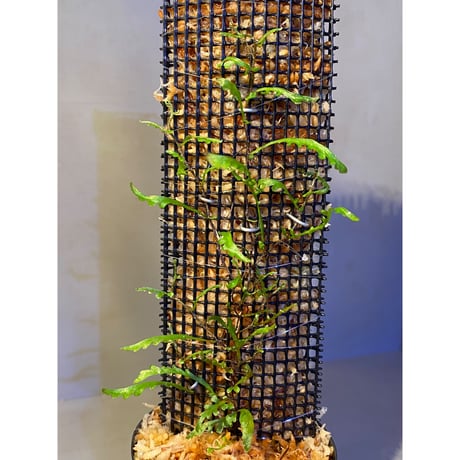 Teratophyllum aculeatum from Nanga pinoh [TB]