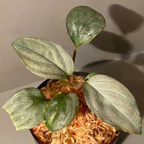 Homalomena sp. "Shirogane" SRP from Pulau Lingga[HW1017-XX]