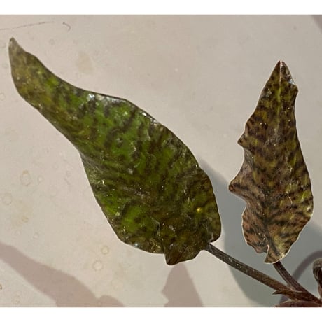 Cryptocoryne nurii "Lga-9" Pulau Lingga [HW0622-14]