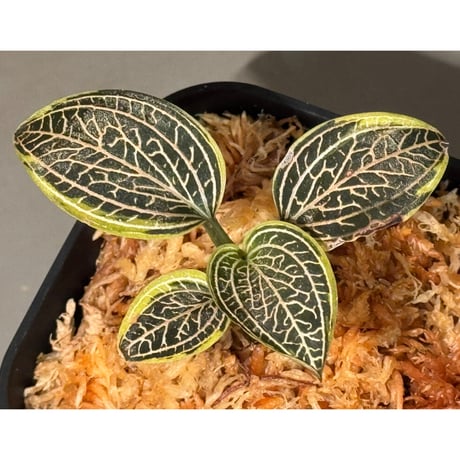 Ludisia discolor Variegata '黄桜-Kizakura-' [GK20-006]