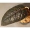 Pterisanthes sp. from Sabah [R0516-01]