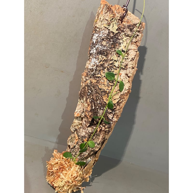 さだはる Hoya sp.Timika Central Papua Hoya sp. Timika, Central Papua 小型ホヤ満開！最高に美しい！