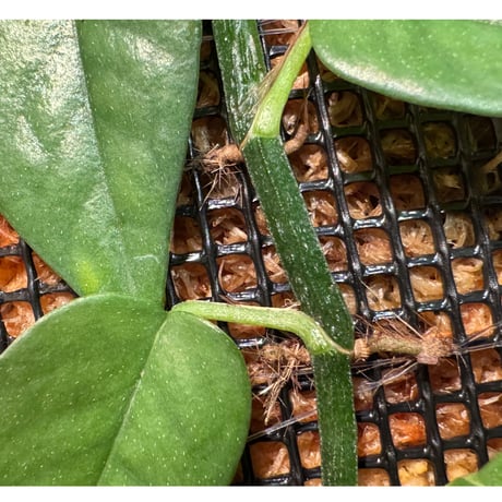 Philodendron sp. from Venezuela [tanakay]