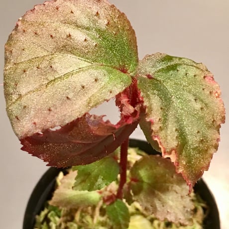 Begonia sp. from Tawau [TK071116-1]