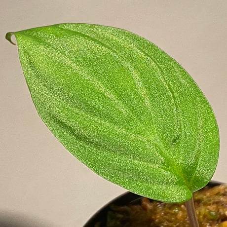 Homalomena sp. from Ranau [TK210217]