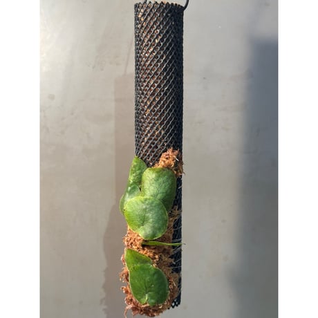 Microsorum linguiforme from South sumatera