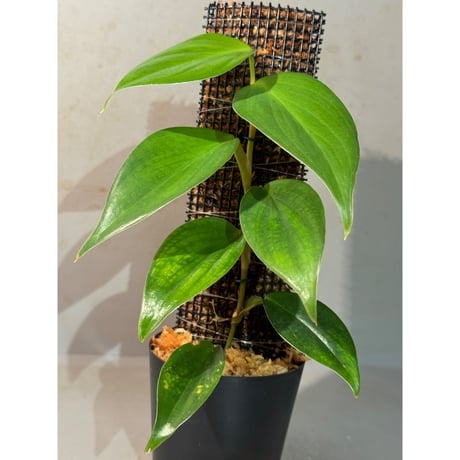 Philodendron sp. from Colombia [tanakay]