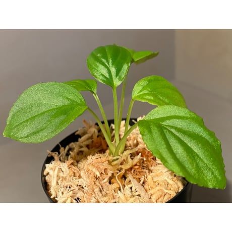 Homalomena sp. "Minimum" from Padan Utara [AZ0512-04]