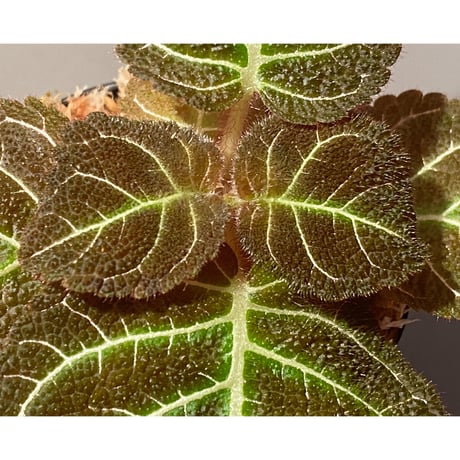 Pearcea hypocyrtiflora from Rio Napo Ecuador [tanakay] 白葉脈