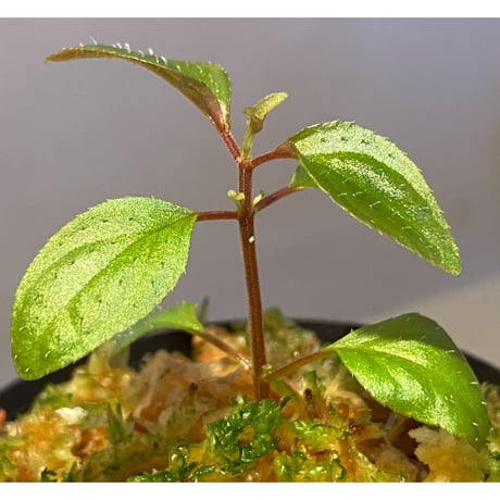 Sonerila sp. wf1 from Phang Nga Thailand [KZT]