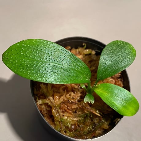Homalomena hasei "狐尾" from Aceh sumatera [LA0616-04]