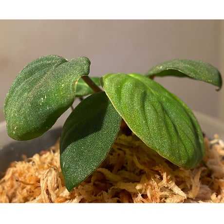 Homalomena sp. from Sumatera Utara [LA0118-02]