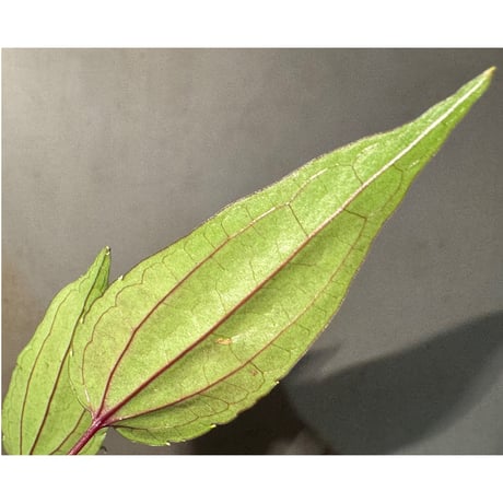 Cissus sp. "Padang" Sumatra barat [TB]