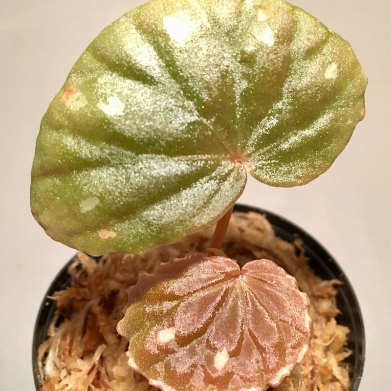 Begonia sp. from Sarawak [LA] | M・R・G・R