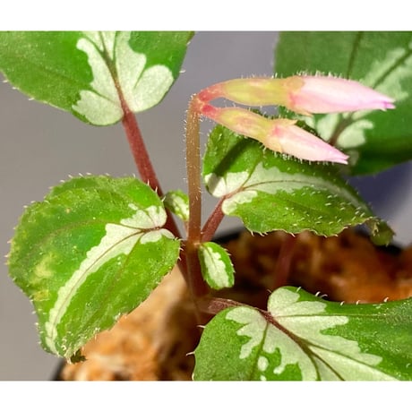 Melastoma sp.Sabah Malaysia