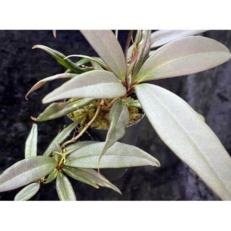 Medinilla sp. from Bukidnon 1.300m Mindanao Philippines