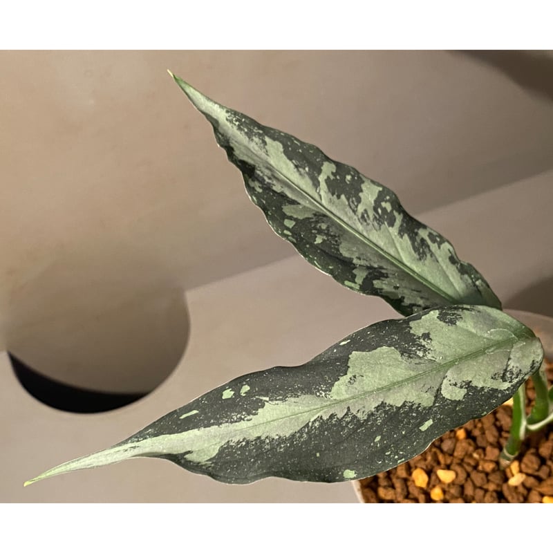 Aglaonema pictum A Aglaonema pictum A
