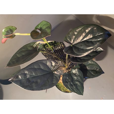 Syngonium sp. from Choco Colombia [tanakay]