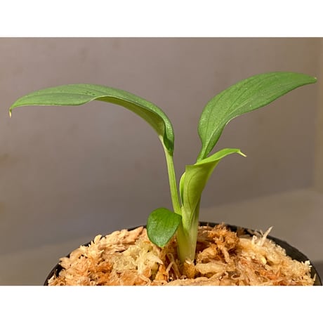 Homalomena sp . from Jerteh [TK090118-2]