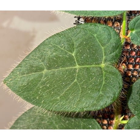 Ficus sp. from Selangor
