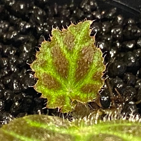 Begonia sp . from Sumpur [TK031117]