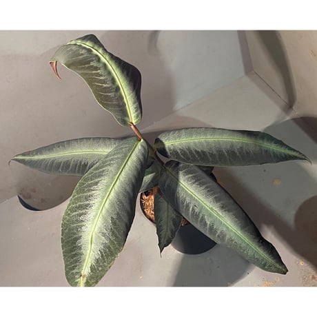 (大株) Ardisia malauiana from Kalimantan barat