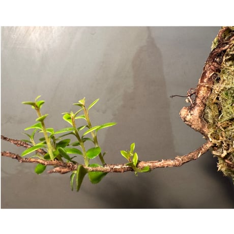 Agapetes cf. rubrobracteata from Y Ti, Lao Cai Vietnam