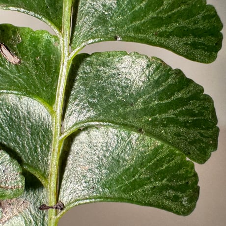 Lindsaea oblanceolata from Aceh sumatera