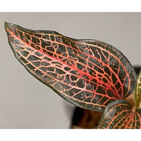 Goodysia Hachidisia Type [GK20-011]