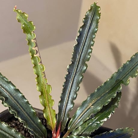 (大株) Bucephalandra sp. from "Mangat" [MF0417-2A]