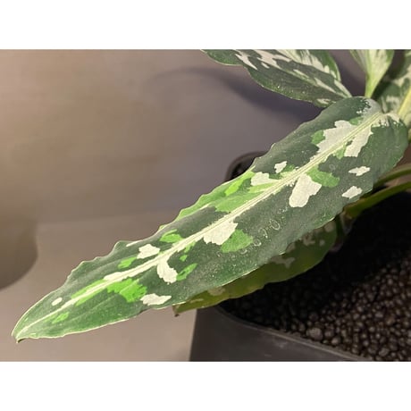 Aglaonema pictum tricolor "妖鳥" from Aceh sumatera [LA0313-00]
