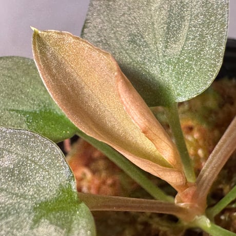 Homalomena sp. "Pink Velvet" from Kepulauan Riau [KN]