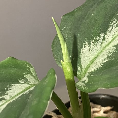 Aglaonema pictum tricolor DFS from Sumatera Barat [AZ0912-1]