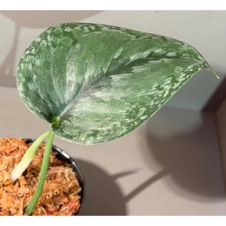 適当な価格 スキンダプサス STORES | その他観葉植物