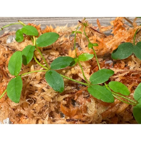 Ficus sp. from Trat Thailand
