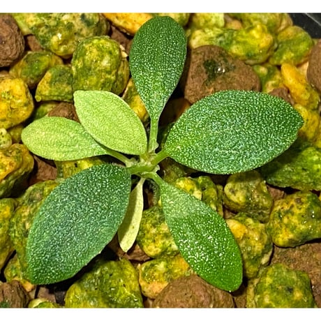 Homalomena mobula "鮫肌A" from Sumatera barat [LA0317-01]