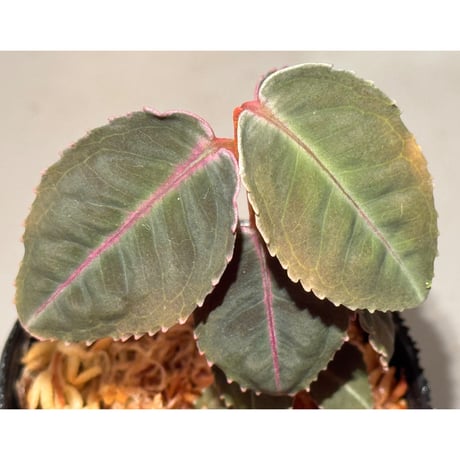 Labisia sp. from Malaysia [KN]