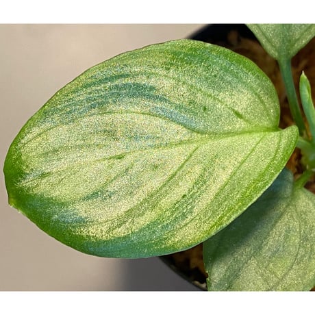 Homalomena sp. "Emerald  Silver" from Kepulauan Riau [KN]