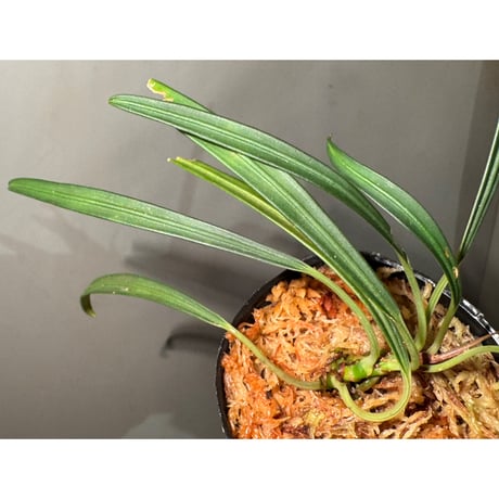 ブセファランドラ29種セット Bucephalandra Kishii ブセファランドラ キシィ カユラピス2とか