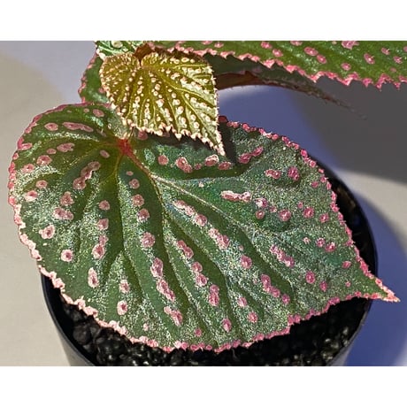 Begonia sp. from Saripoi [LA0813-2]
