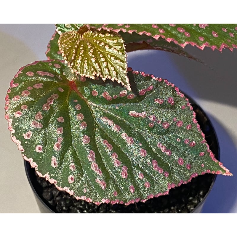 peculiarman　Begonia 5点同梱発送 peculiarman Begonia 5点同梱発送 science room ver. Begonia