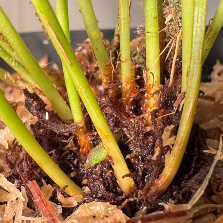 Elaphoglossum eximium [ECUAGENERA]