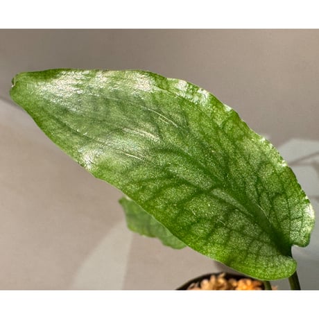 Cryptocoryne joshanii from Basilan island philippines [LA]