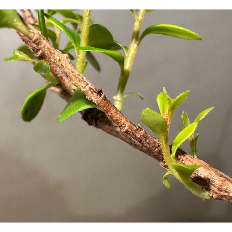 Agapetes cf. rubrobracteata from Y Ti, Lao Cai Vietnam